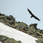 dsc_6350_golden_eagle-kopie